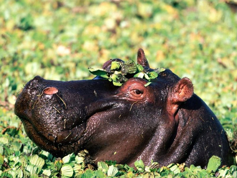 Windows 10 African Wildlife Free Screensaver full