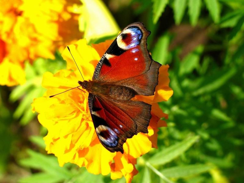 Graceful Butterflies Free Screensaver Windows 11 download