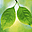 Green Foliage Free Screensaver icon