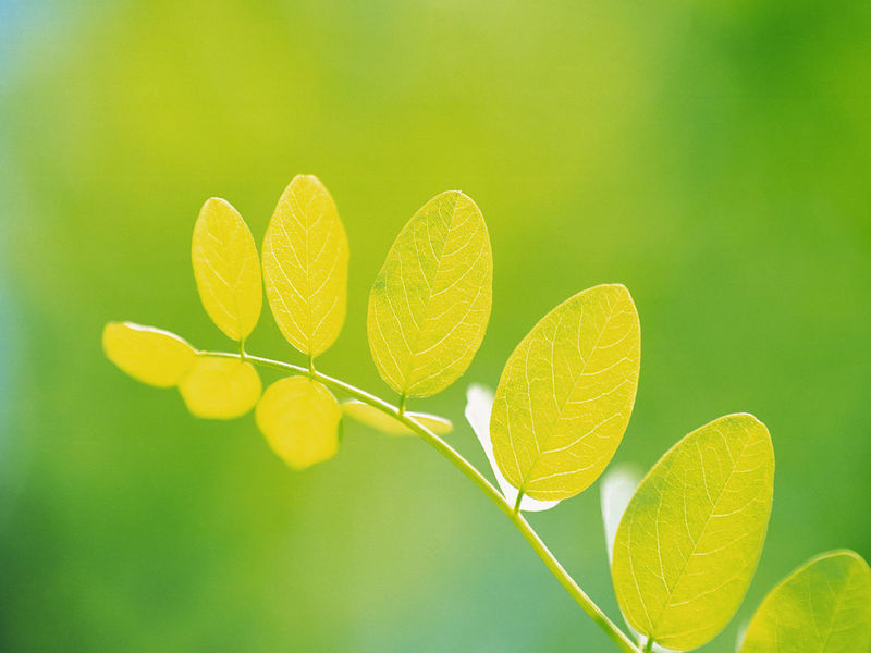 Green Foliage Free Screensaver screenshot Green Foliage Free Screensaver screenshot