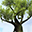 Water Tree Free Screensaver icon