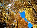 Autumnal Colors Free Screensaver: View larger screenshot